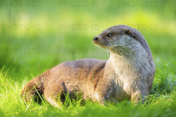 Eurasian otter (Lutra lutra) on a meadow, Hesse, Germany, Europe