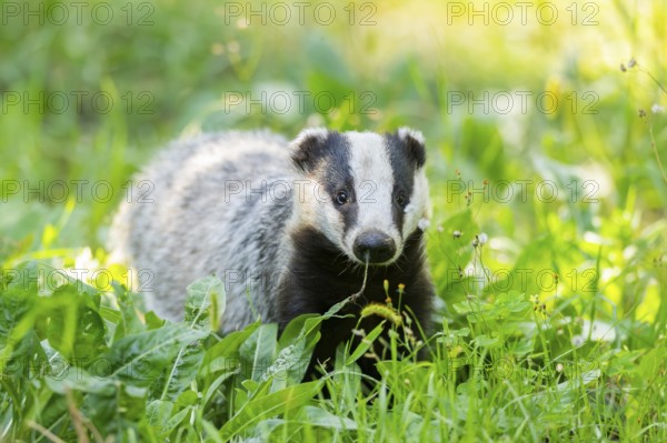 European badger (Meles meles) on a meadow, Hesse, Germany, Europe