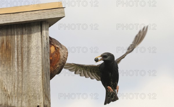 Starling (Sturnus vulgaris) flies to the nesting box in the garden with chokeberry (Aronia) in its beak, Allgäu, Bavaria, Germany, Allgäu, Bavaria, Germany, Europe