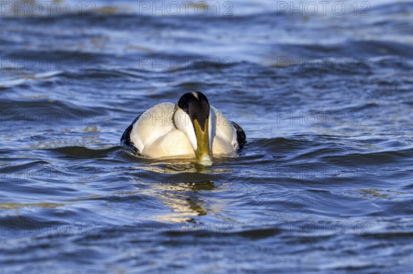 Common eider duck (Somateria mollissima) male, drake in breeding plumage swimming along the North Sea coast in spring