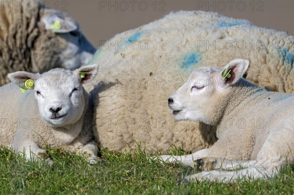 Texelaar ewe with two lambs resting on dyke, white breed of sheep on the island Texel, West Frisian Islands, North Holland, the Netherlands