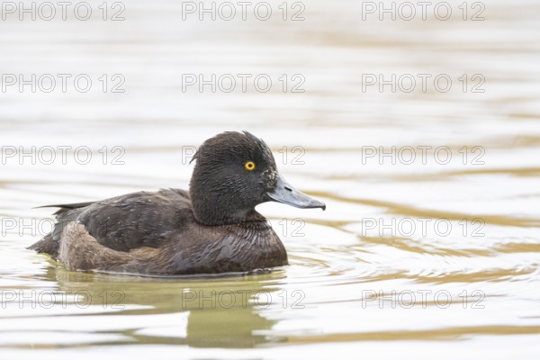 Tufted Duck (Aythya fuligula) wbl Germany