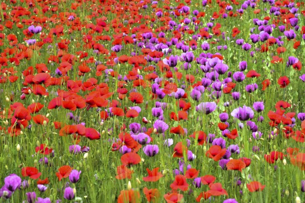 Field with poppies, red poppy (Papaver somniferum) and pink poppy, Bavaria, Germany, Europe