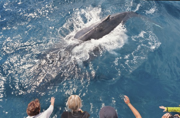 People on boat watching Humpback whale (Megaptera novaeangliae), Hervey Bay, Queensland, Australia, Oceania