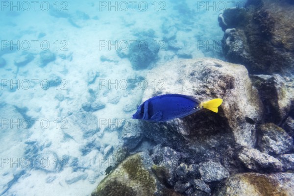 Palmetto surgeonfish (Paracanthurus hepatus), underwater, Galapagos, Ecuador, South America