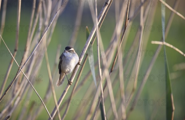 Reed warbler singing in the reeds, Schleswig-Holstein, Germany, Europe