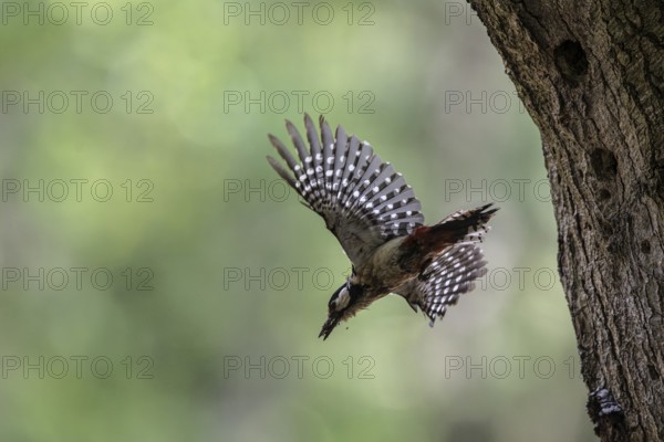 Great spotted woodpecker (Dendrocopos major), taking off, Emsland, Lower Saxony, Germany, Europe