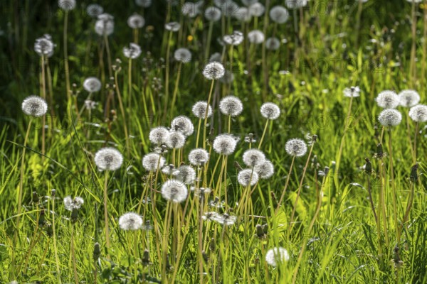 Meadow with dandelion, dandelion, in full fruit ripeness, Taraxacum, spring, landscape in Sauerland, North Rhine-Westphalia, Germany, Europe