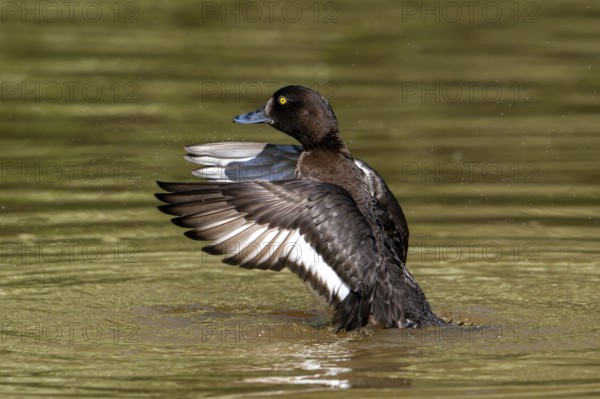 Tufted duck, tufted pochard (Aythya fuligula, Anas fuligula) adult female bathing and flapping wings in lake in spring
