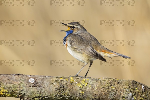 Bluethroat (Luscinia svecica cyanecula) ml Germany
