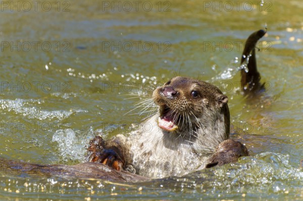 An otter emerges in the water with its mouth open, European otter (Lutra lutra) Germany