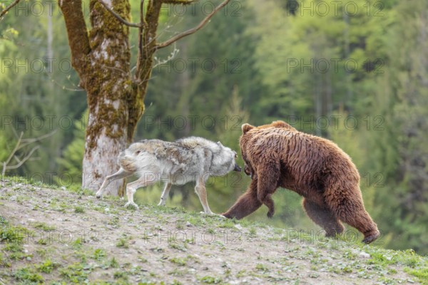 A Eurasian gray wolf (Canis lupus lupus) encounters a European brown bear (Ursus arctos arctos) in a green meadow and shows aggression, leading to a short fight without injuries