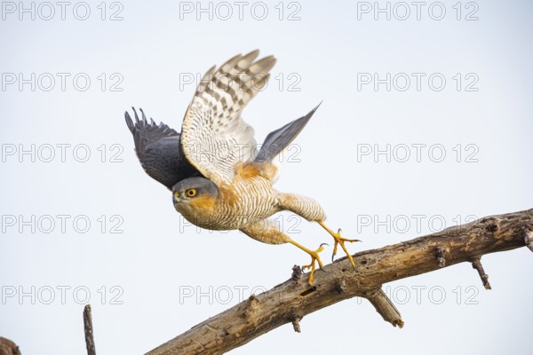 Sparrowhawk (Accipiter nisus) Germany
