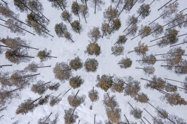 Aerial view over snow covered pine forest with Scots pines (Pinus sylvestris) in winter, Finland, Scandinavia, Europe