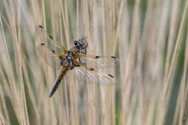 Four-spotted dragonfly (Libellula quadrimaculata), Emsland, Lower Saxony, Germany, Europe