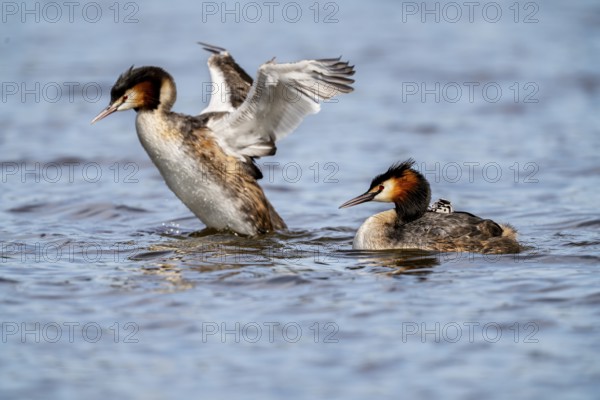 Great Crested Grebe (Podiceps scalloped ribbonfish), with chicks on its back, Vulkaneifel, Rhineland-Palatinate, Germany, Europe
