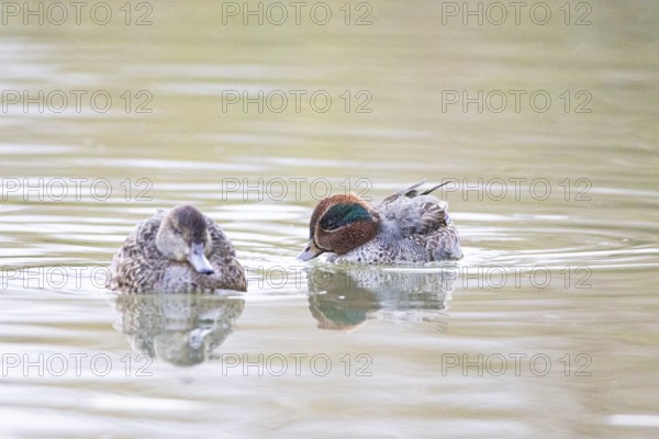 Teal (Anas crecca) Pair Germany