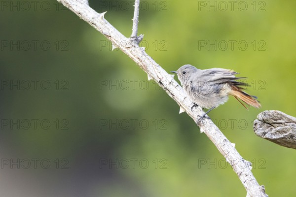 Black redstart (Phoenicurus ochruros) Germany