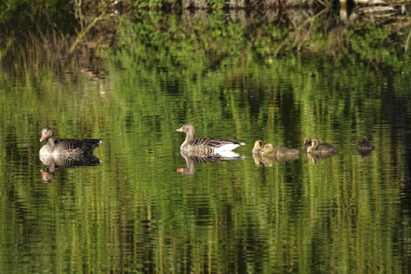 Greylag geese with offspring at a lake, May, Germany, Europe