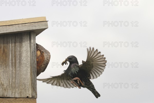 Starling (Sturnus vulgaris) flies to the nesting box in the garden with food in its beak, Allgäu, Bavaria, Germany, Allgäu, Bavaria, Germany, Europe