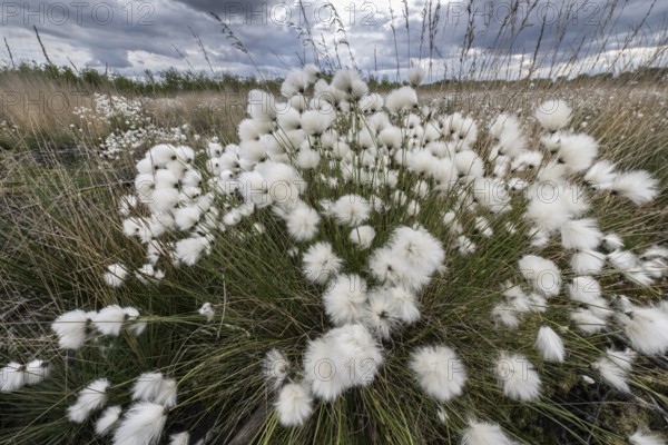 Sheath cottongrass (Eriophorum angustifolium), Emsland, Lower Saxony, Germany, Europe