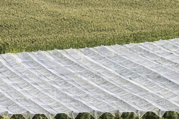 Apple orchard, fruit orchard, partly protected with hail netting, near moated castle on Lake Constance, Allgäu, Swabia, Bavaria, Germany, Europe