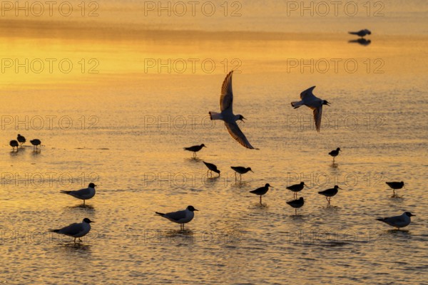 Silhouettes of redshanks foraging among colony of black-headed gulls resting in shallow water of saltmarsh along North Sea coast at sunset in spring