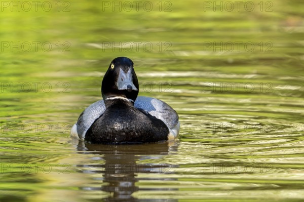 Greater scaup (Aythya marila, Anas marila) male, drake in breeding plumage swimming in lake