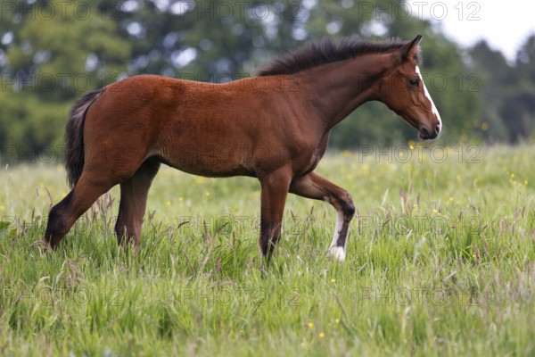 Young horse, foal (Equus ferus caballus) domestic horse, young large horse running across meadow, Schleswig-Holstein, Germany, Europe