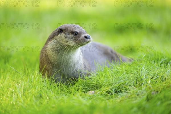 Eurasian otter (Lutra lutra) on a meadow, Hesse, Germany, Europe