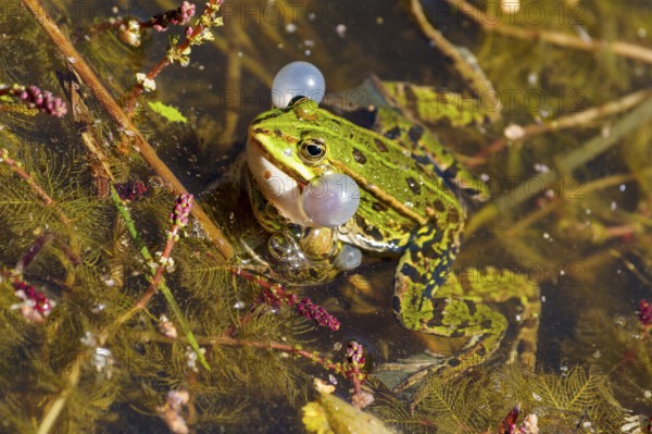 A frog with sound bubbles in the water, surrounded by algae and plants, water frog (Rana esculante) wildlife, Germany, Europe