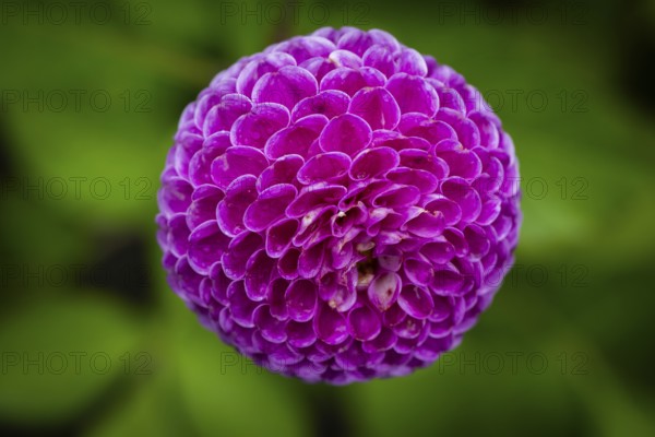 Pink ball or pompom dalhie, Inverewe Gardens, Poolewe, Loch Ewe, Highlands, Highlands, Scotland, Great Britain