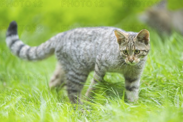 European wildcat (Felis silvestris silvestris) on a meadow, Hesse, Germany, Europe