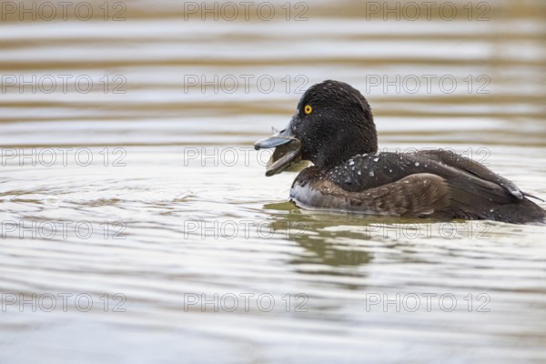 Tufted Duck (Aythya fuligula) wbl Germany