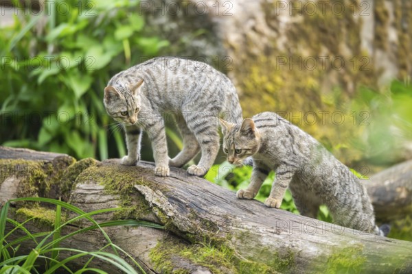 European wildcat (Felis silvestris silvestris) on an old tree trunk, Hesse, Germany, Europe