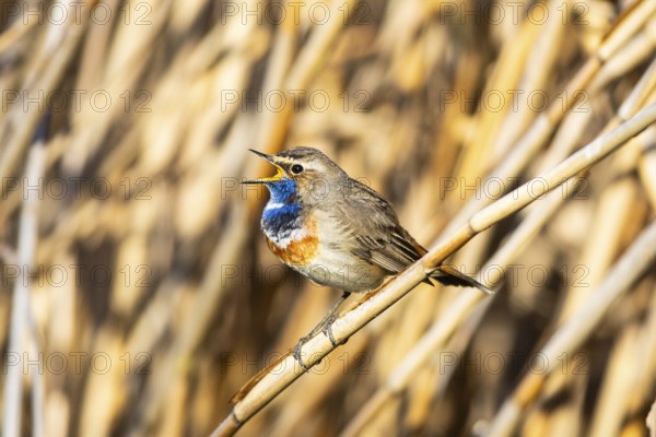 Bluethroat (Luscinia svecica cyanecula) ml Germany