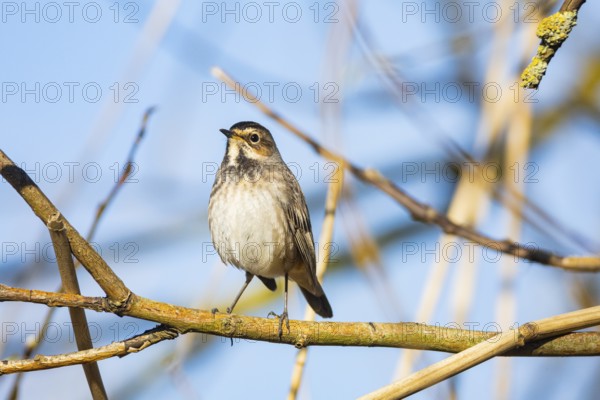 Bluethroat (Luscinia svecica cyanecula) wbl Germany