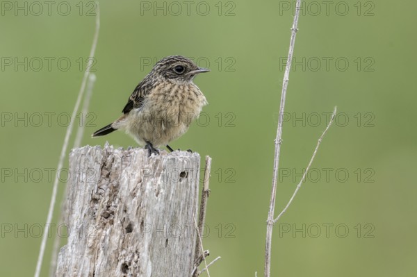 Juvenile stonechat (Saxicola rubicola), Emsland, Lower Saxony, Germany, Europe