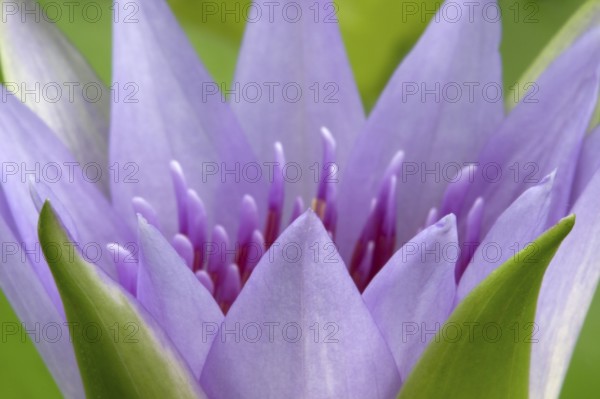 Nymphaea colorata (Nymphaea colorata)