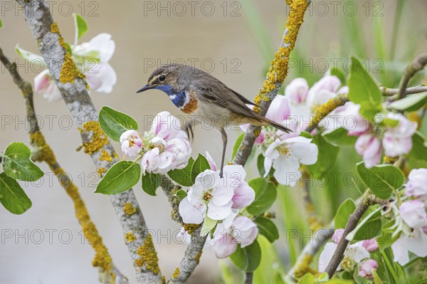 Bluethroat (Luscinia svecica cyanecula) ml Germany