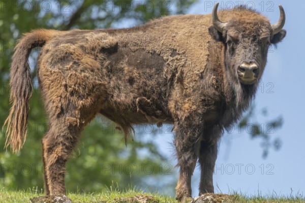 Bison (Bison), game park, Bavaria, Germany, Europe
