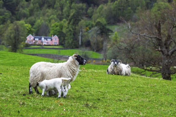 Sheep on farms, West Highlands Farms, Scotland, England, United Kingdom, Europe