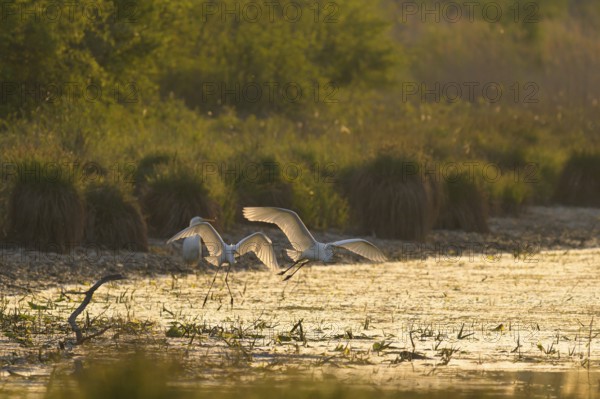 Great White Egret (Ardea alba), flying, morning mood, backlight, Lower Austria