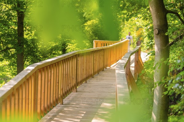 A wooden path winds through a green forest in bright daylight, Panorama Holzsteg, Calw, Black Forest, Germany, Europe