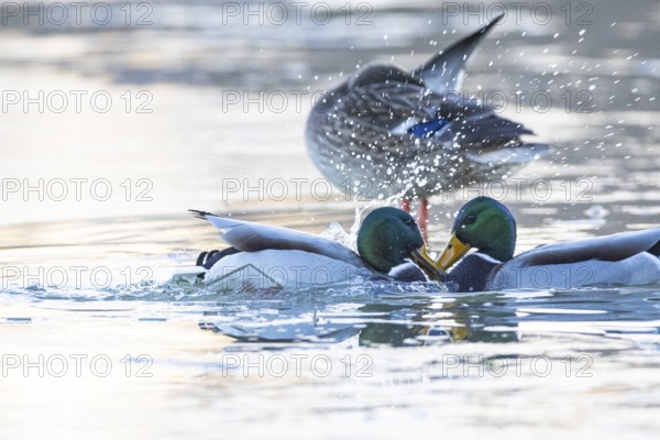Mallard (Anas platyrhynchos) Germany