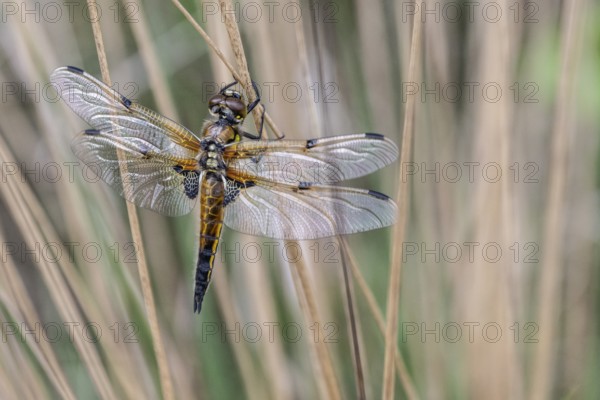 Four-spotted dragonfly (Libellula quadrimaculata), Emsland, Lower Saxony, Germany, Europe