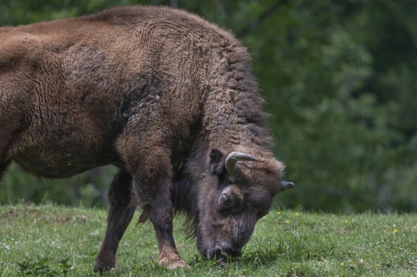 Bison (Bison), game park, Bavaria, Germany, Europe