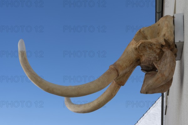 Mammoth skull on a house, Gößweinstein, Upper Franconia, Bavaria, Germany, Europe
