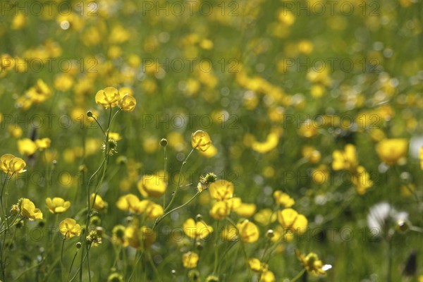 Flower meadow, buttercup (Ranunculus acris), May, Germany, Europe