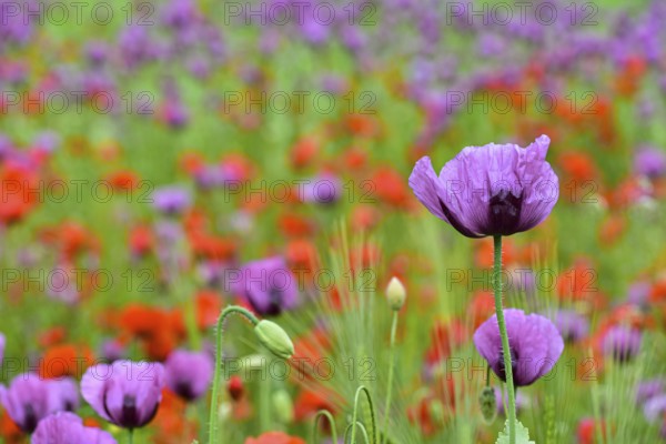Field with poppies, red poppy (Papaver somniferum) and pink poppy, Bavaria, Germany, Europe